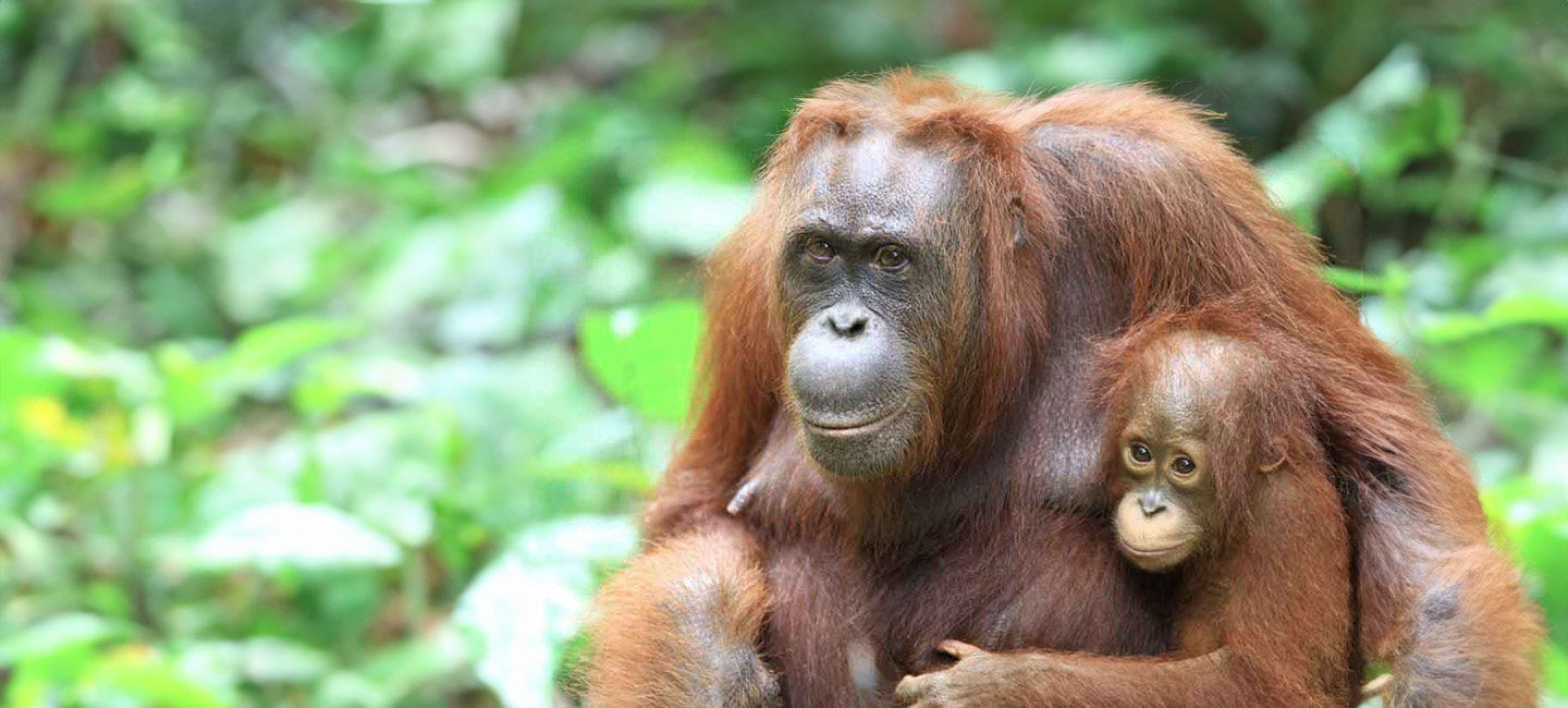 Orangutangos de Rimba Raya, Indonésia