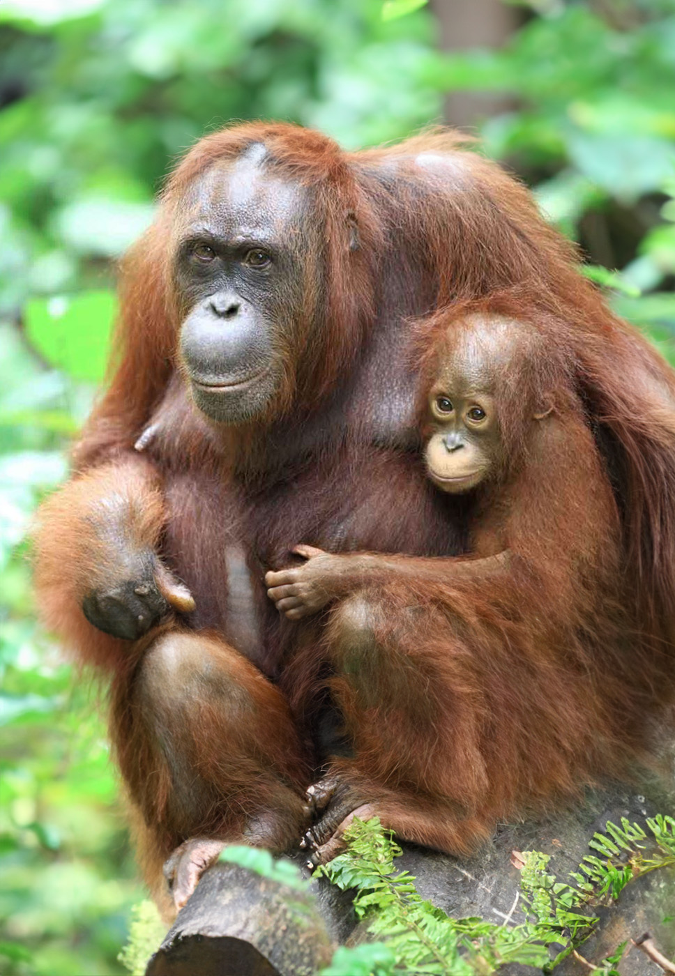 Orangutangos de Rimba Raya, Indonésia